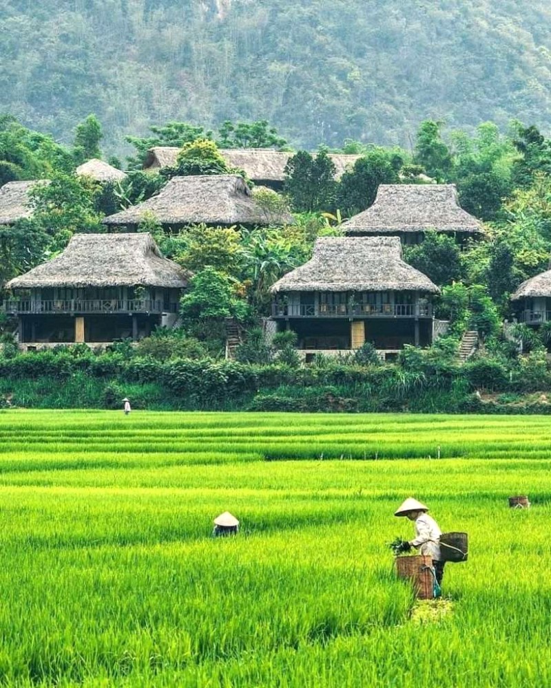 Mai Châu mùa lúa chín: Thơ mộng! @vietnamtravelaway