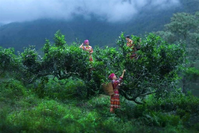 Yên Bái: Chè tuyết suối Giàng - nhất định phải thử! @yesvietnam