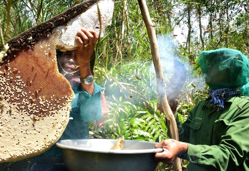 Thợ gác kèo săn mật rừng (Nguồn: Báo Cần Thơ)