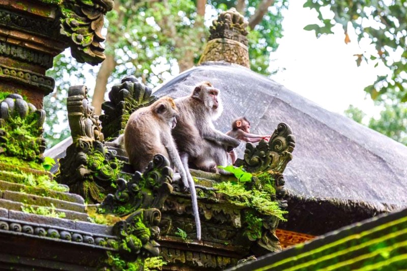 Khám phá Rừng khỉ Ubud - trải nghiệm độc đáo @shutterstock