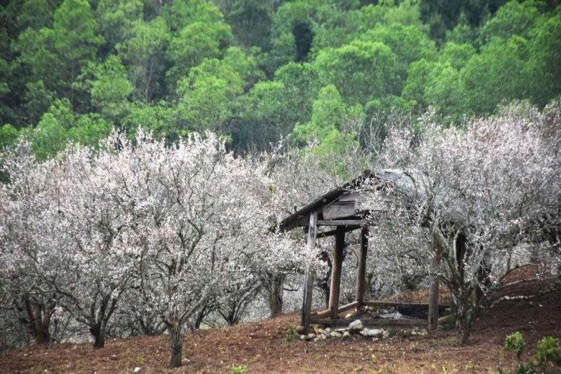 Thái Hưng đẹp như cổ tích.