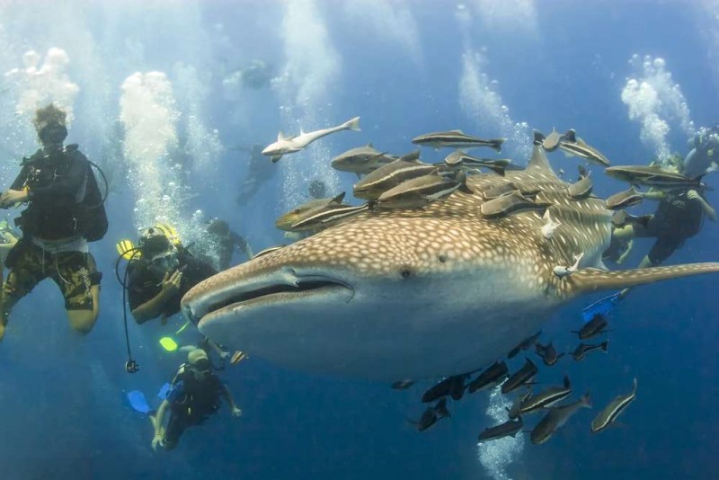 Koh Tao: Thiên đường lặn biển!