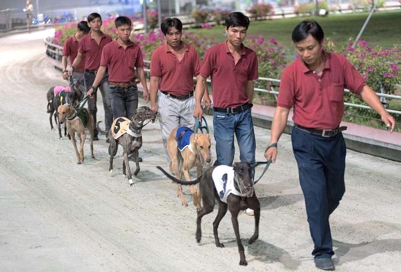 Chó đua Vũng Tàu sẵn sàng xuất phát!