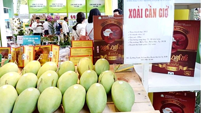 Xoài cát Cần Giờ: To, ngọt, ngon tuyệt! @saigongiaiphong