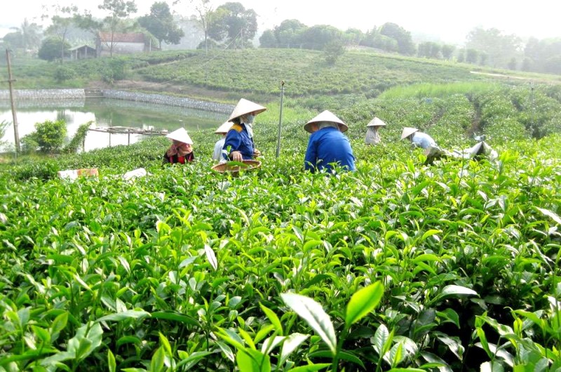 Tân Cương: Làng chè xanh ngút ngàn.