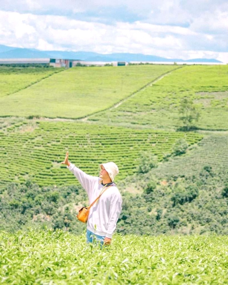 Đồi chè đẹp quanh năm, tha hồ sống ảo! @im.rot