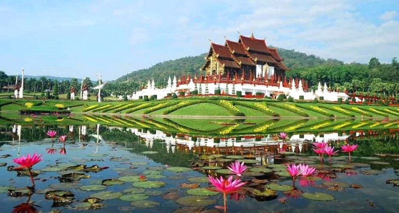 Chiang Rai mùa hoa rực rỡ.