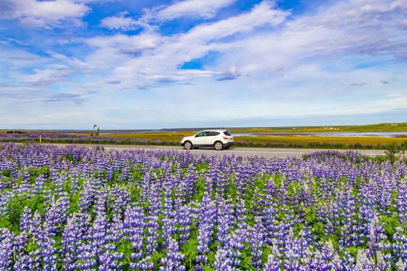 Lupin tím nở rộ mùa hè.