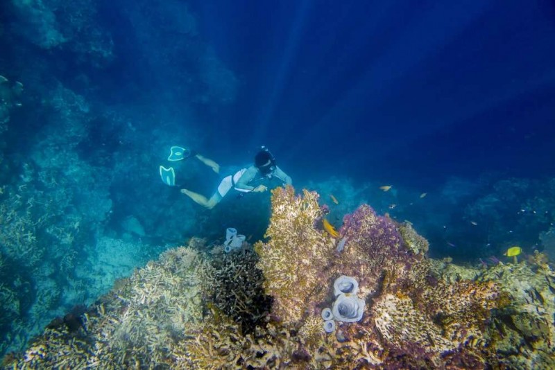 Đảo Derawan: Thiên đường sinh biển đa dạng.