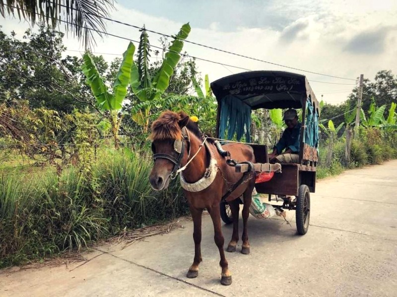 Ngựa phiêu du cồn Thới Sơn 🐎 @yuht.nguyen