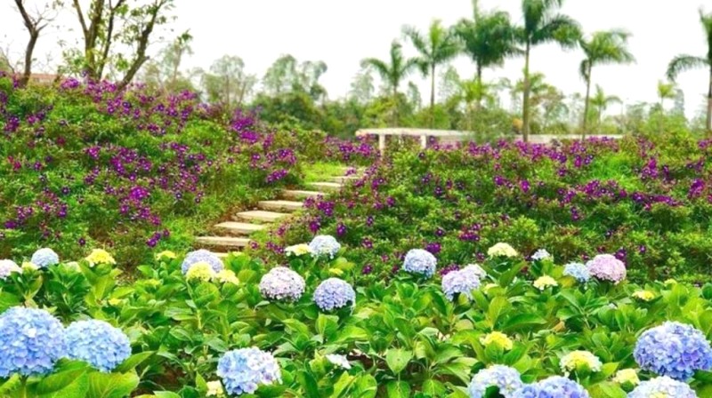 Hoa rực rỡ nở rộ tại Rose Park.