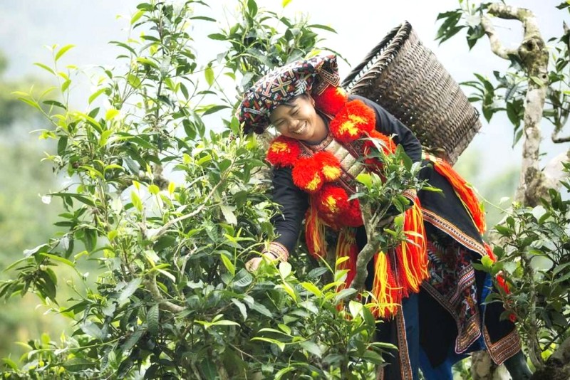 Thu hoạch chè Khau Mút, Tuyên Quang. @kinhtedouong