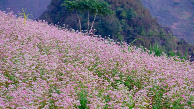 Mùa tam giác mạch ở Lũng Cú.