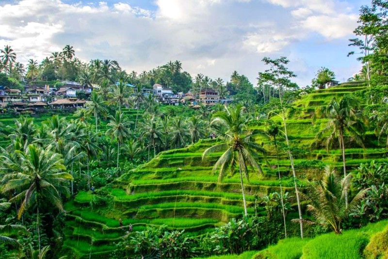 Ruộng bậc thang Tegalalang: Biểu tượng làng quê @shutterstock