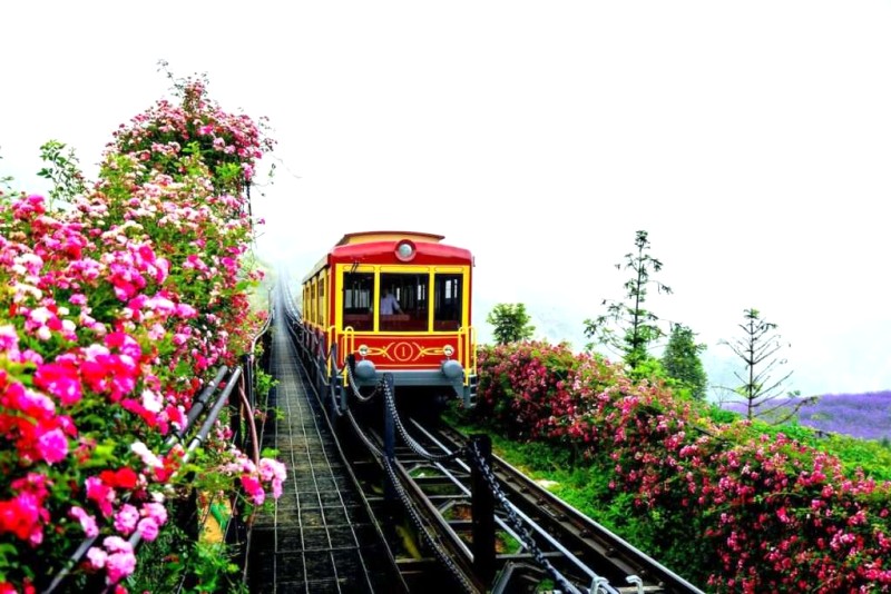 Hoa lá rực rỡ tại ATI Sapa! 🌺🏞️