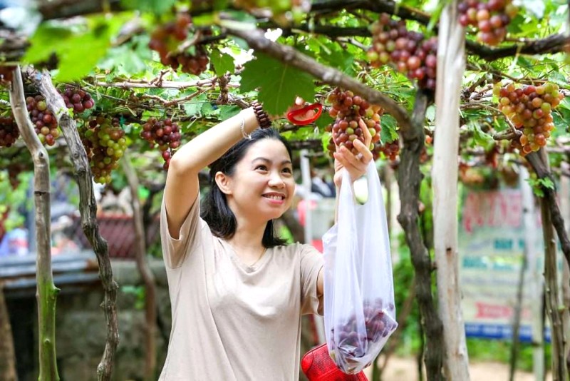 Check-in vườn nho Phan Rang.