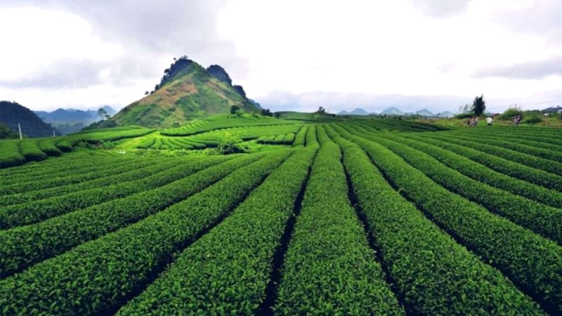 Cao nguyên Mộc Châu: Hút hồn du khách.