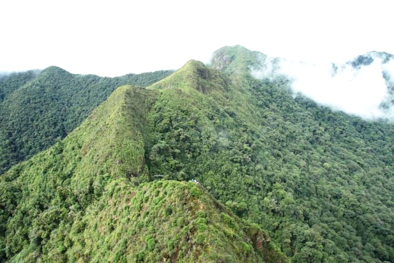 Sống lưng khủng long bạo chúa.