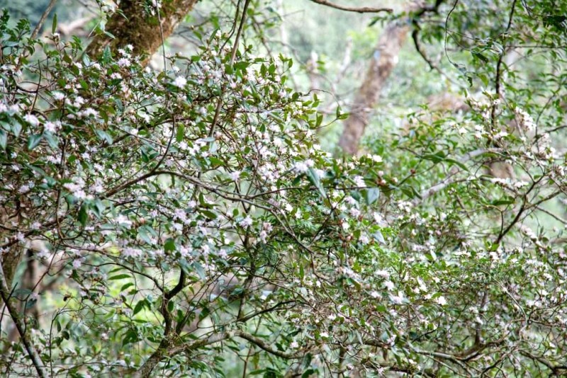 Những bông đỗ quyên trắng nhỏ bé, kiêu sa.