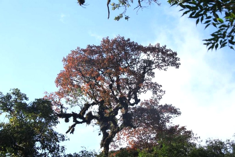 Cây phong lá đỏ nhất rừng.