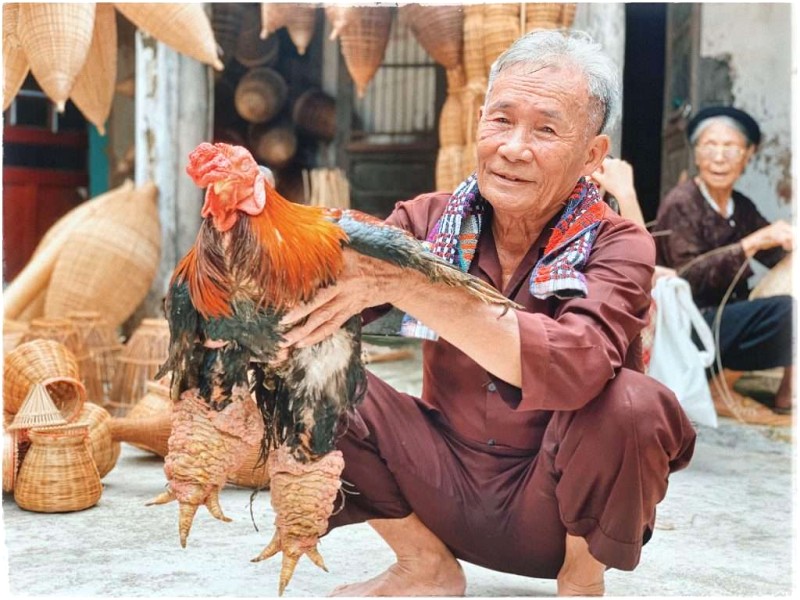 Chú gà Đông Tảo có đôi chân to.