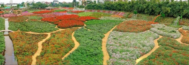 Hồ Tây: Hoa nở, lòng say! 🌸