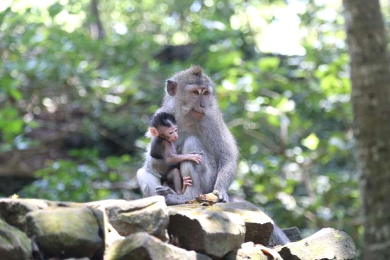 Khám phá Bali: Tour gia đình, phiêu lưu khó quên!