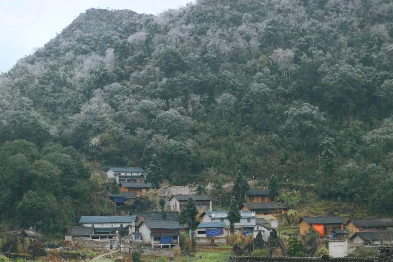 Băng giá mùa xuân Lao Xa, Hà Giang.