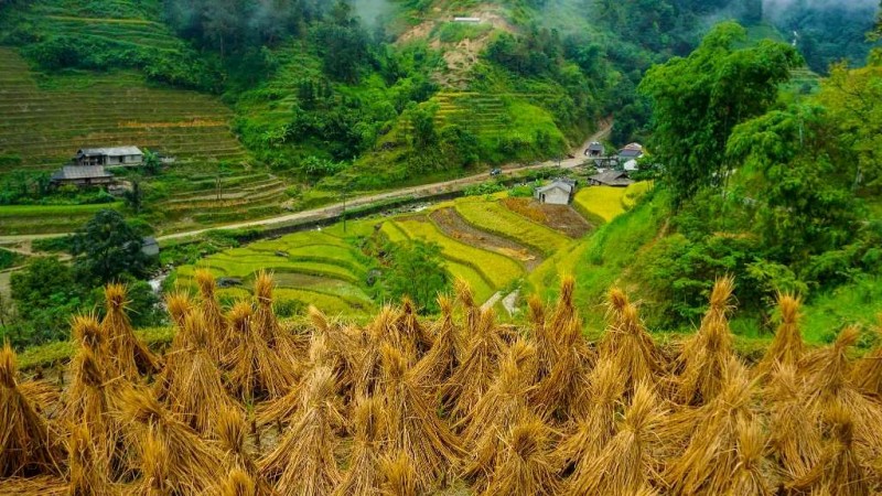 Hà Giang: Bản Phùng vàng rực.