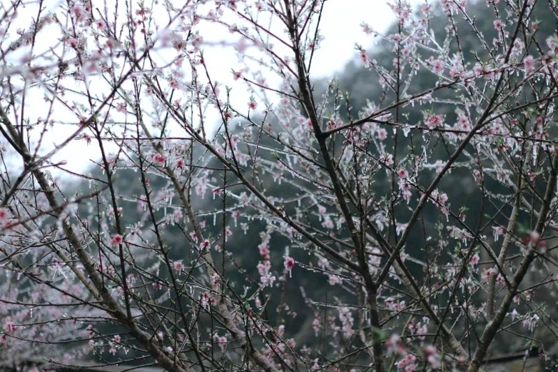 Băng giá mùa xuân Lao Xa, Hà Giang.