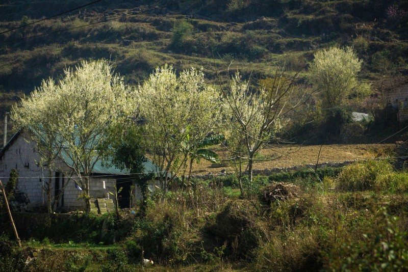 Về Lũng Cú say giấc mơ hoa mùa xuân