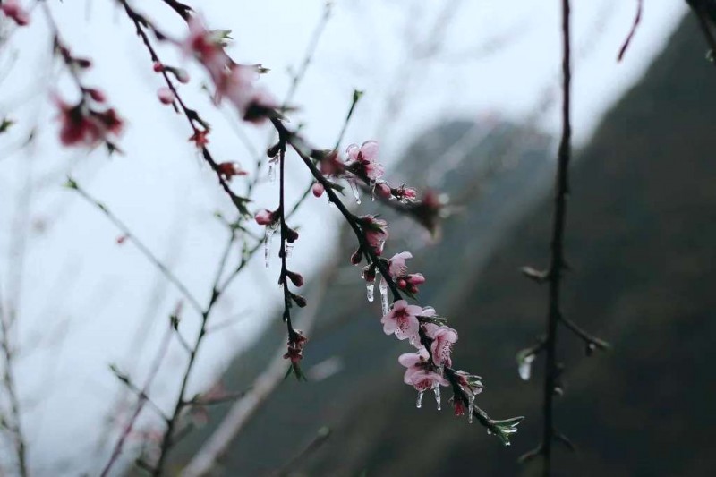 Băng giá xuân Lao Xa, Hà Giang.