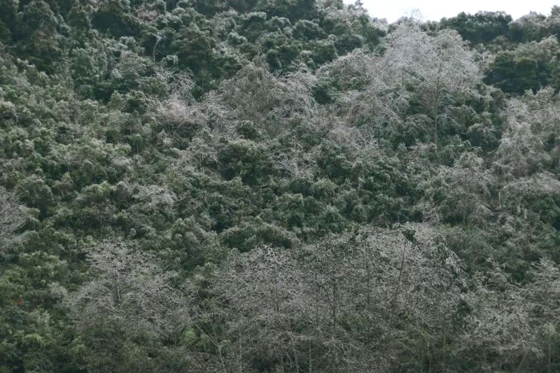 Băng giá mùa xuân Lao Xa, Hà Giang