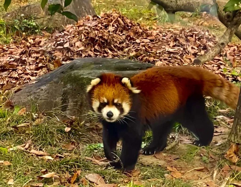 Vườn bách thú Tennoji: Ốc đảo xanh Osaka