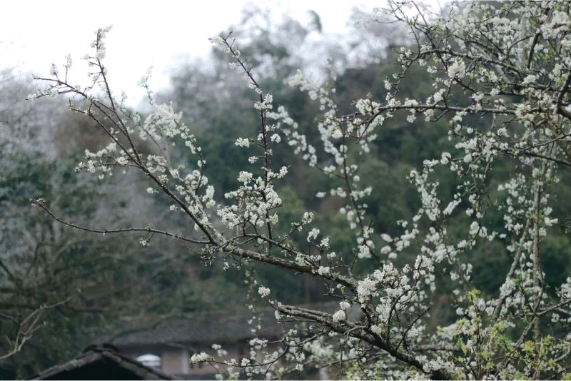 Băng giá mùa xuân Lao Xa, Hà Giang.