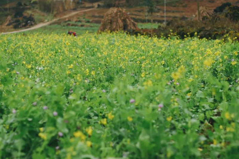 Băng giá xuân Lao Xa, Hà Giang.