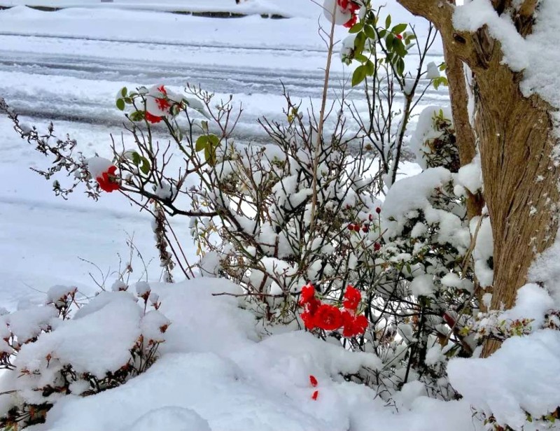 Hakodate: Hòn ngọc phía Nam Hokkaido