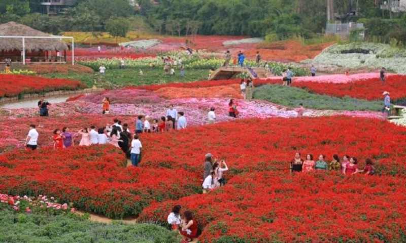 Hồ Tây: Thung lũng hoa, quên lối về.