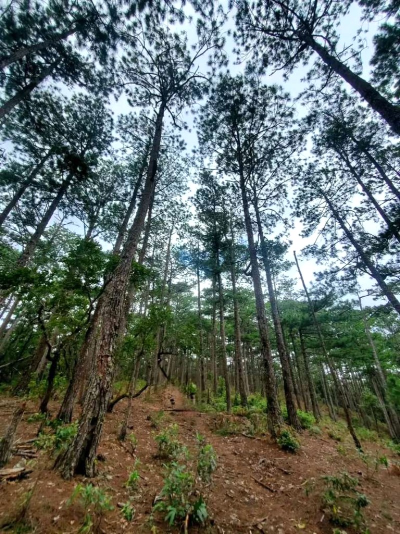 Mang Yang: Nàng thơ núi rừng Gia Lai.