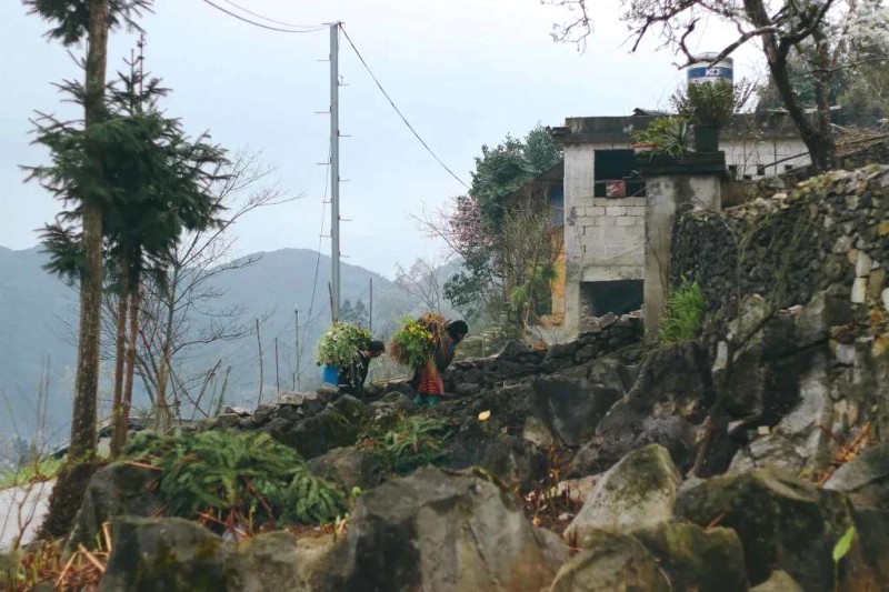 Băng giá mùa xuân Lao Xa, Hà Giang.