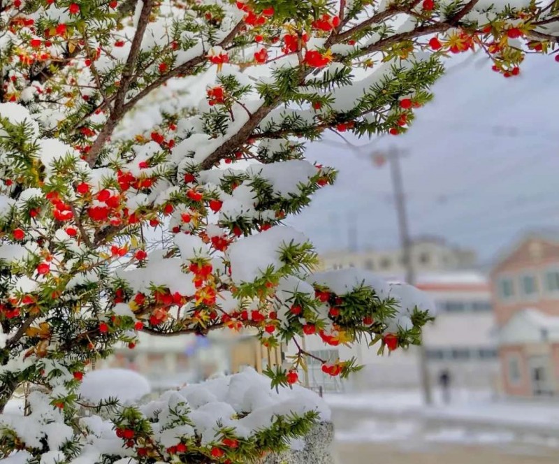 Hakodate: Hòn ngọc phía Nam Hokkaido