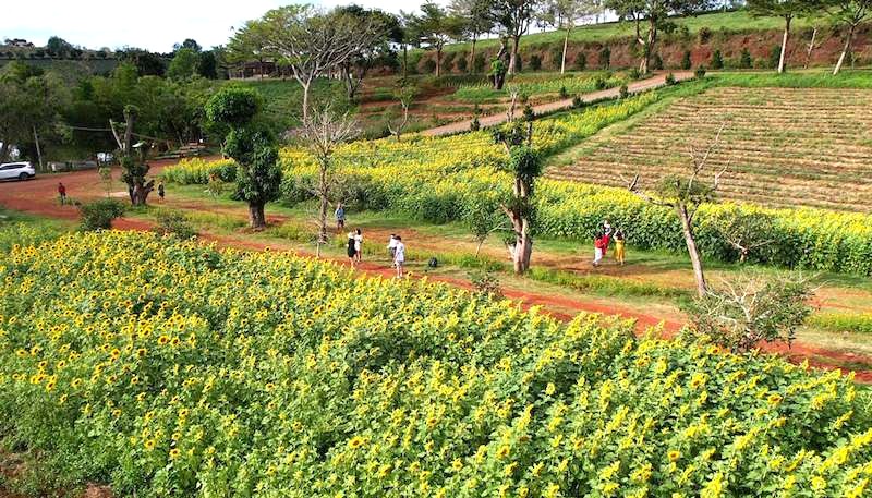 Tâm Châu Bảo Lộc: Nơi hy vọng xanh trải dài.