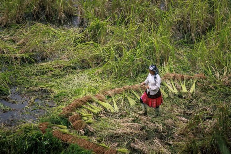 Đừng lên Y Tý chỉ để săn mây…