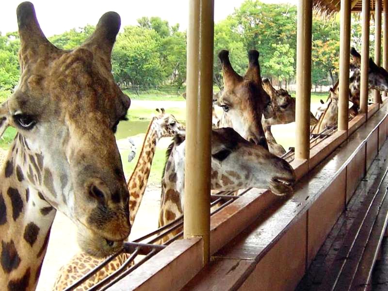 Safari World Bangkok: Phiêu lưu thú vị cho cả gia đình.