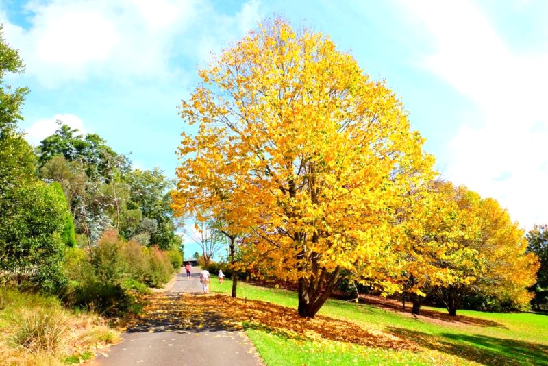 10 Điểm ngắm lá thu đẹp nhất Sydney