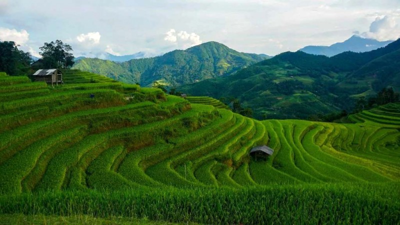 Bản Phùng, Hà Giang: Lúa chín bình yên.