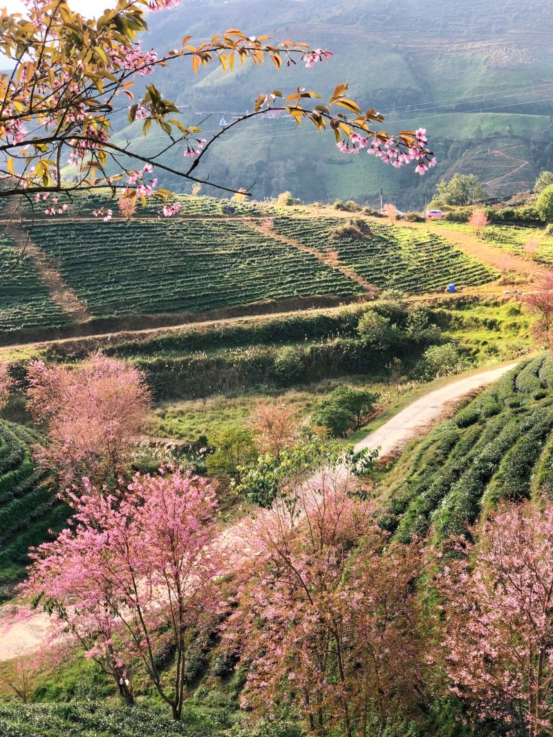 Mai anh đào thắm sắc đồi chè Sa Pa.