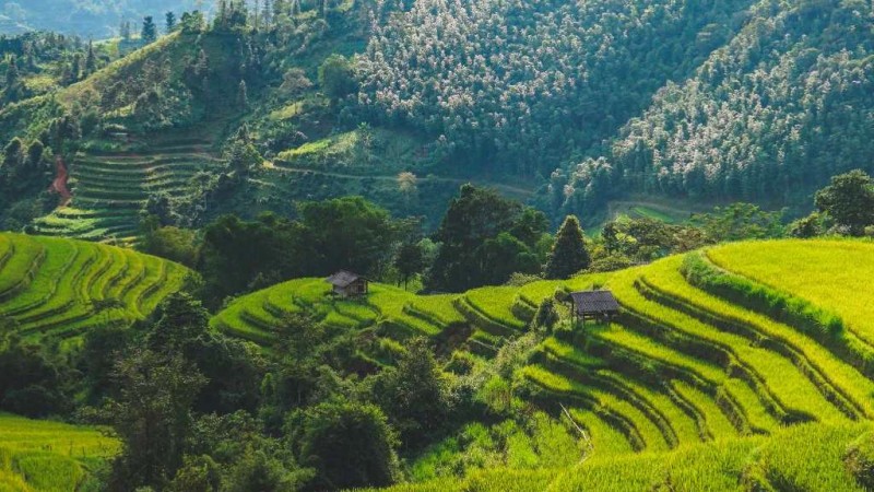 Hà Giang: Bản Phùng vàng rực.