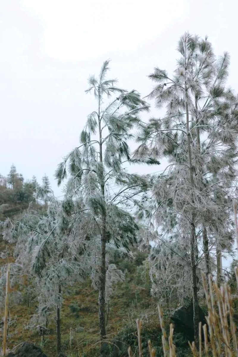 Băng giá mùa xuân Lao Xa, Hà Giang.