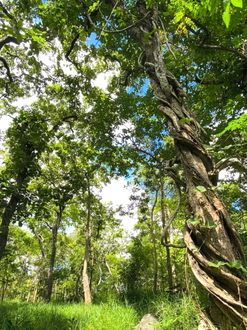 Trekking Tà Năng Phan Dũng mùa cỏ xanh - Hòa mình thiên nhiên